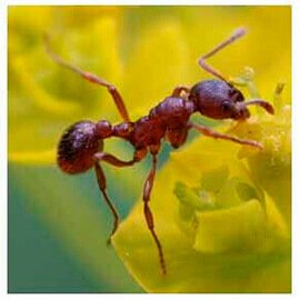 dedetizadora formigas