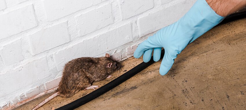 Desratização | Dedetização de ratos